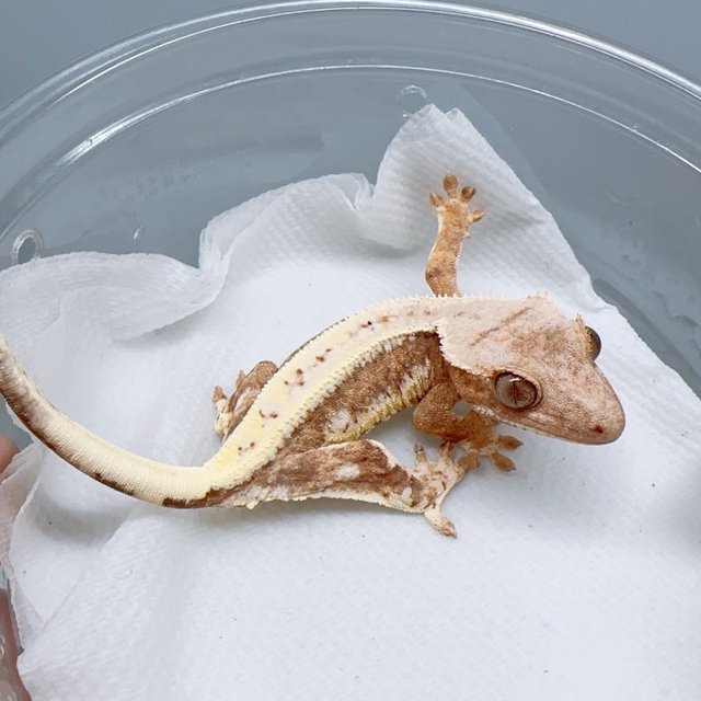 릴리100%헷아잔틱