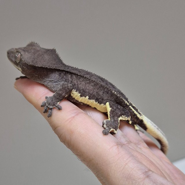 아잔틱 릴잔틱 팬텀