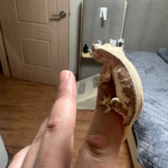 릴리100%헷아잔틱