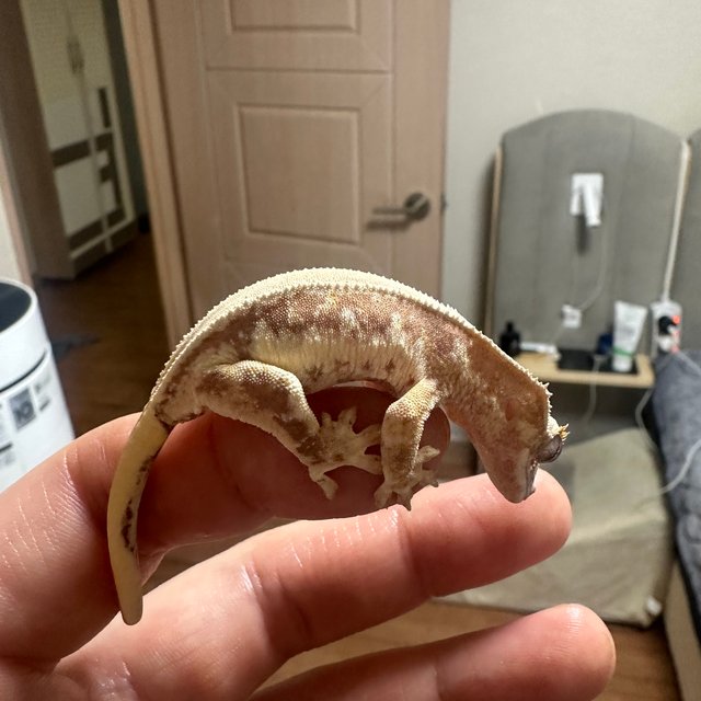 릴리100%헷아잔틱