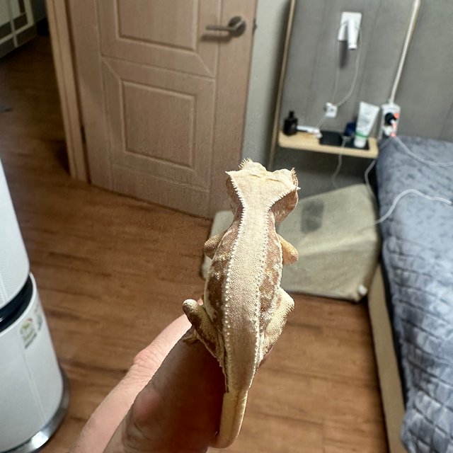 릴리100%헷아잔틱