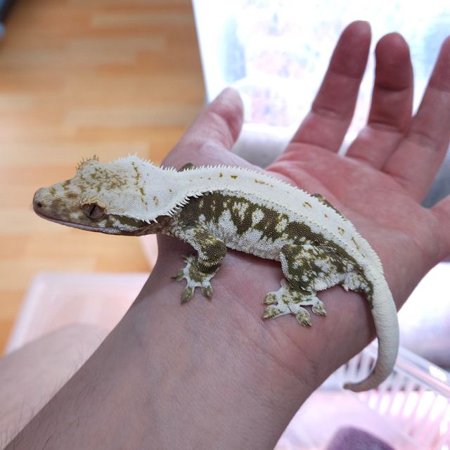 릴리화이트