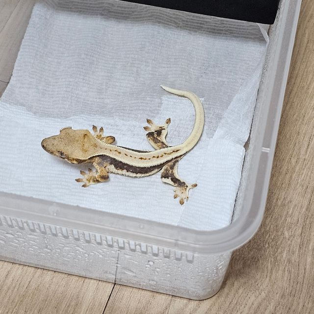 릴리화이트