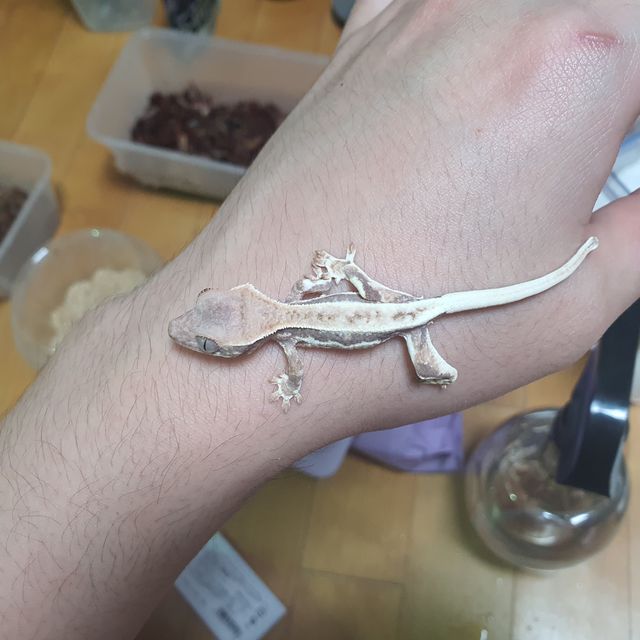 프라푸치노