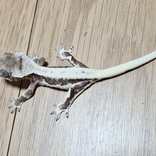 릴잔틱