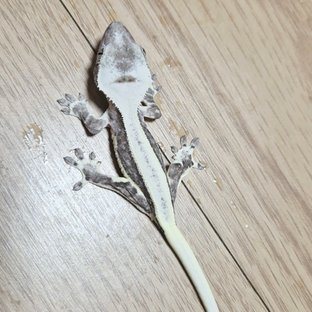 릴잔틱