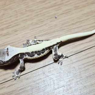 릴잔틱