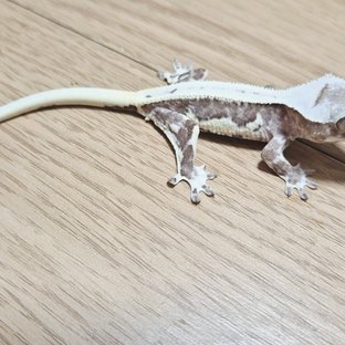 릴잔틱