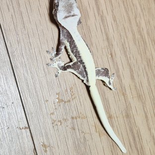 릴잔틱
