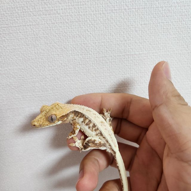 릴리화이트 트라이