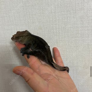노멀 팬텀 챠콜 블랙