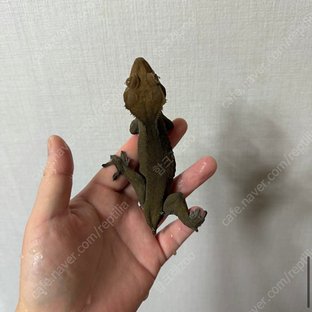 노멀 팬텀 벅스킨 다크 블랙