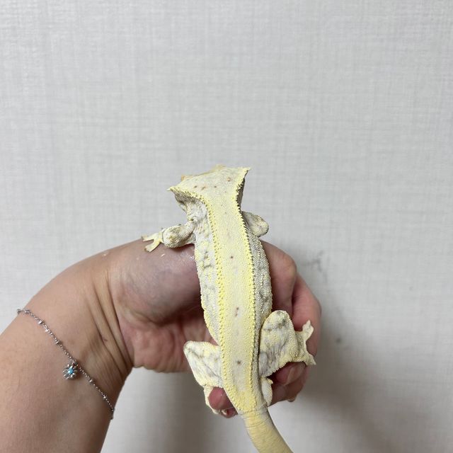 릴리화이트 화이트