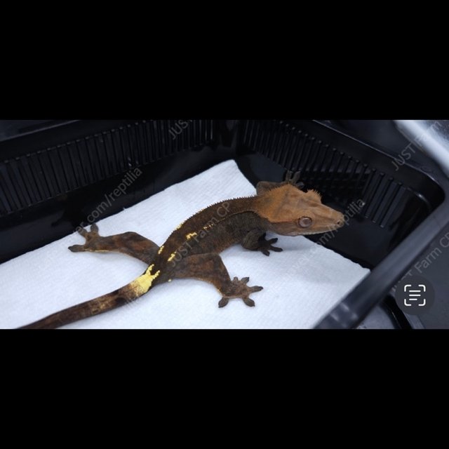 카푸치노 화이트핀 다크