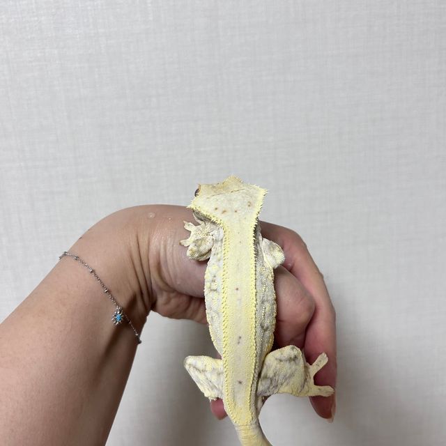 릴리화이트 화이트스팟 화이트핀 화이트