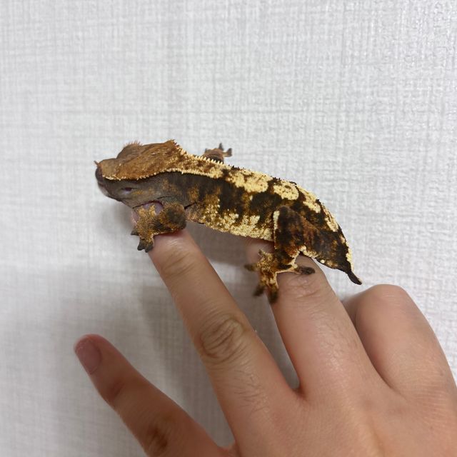 노멀 트라이 텐저린