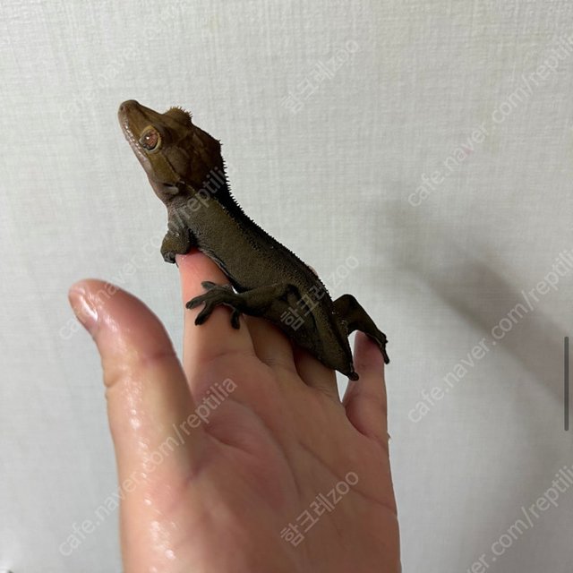 노멀 팬텀 벅스킨 다크 블랙