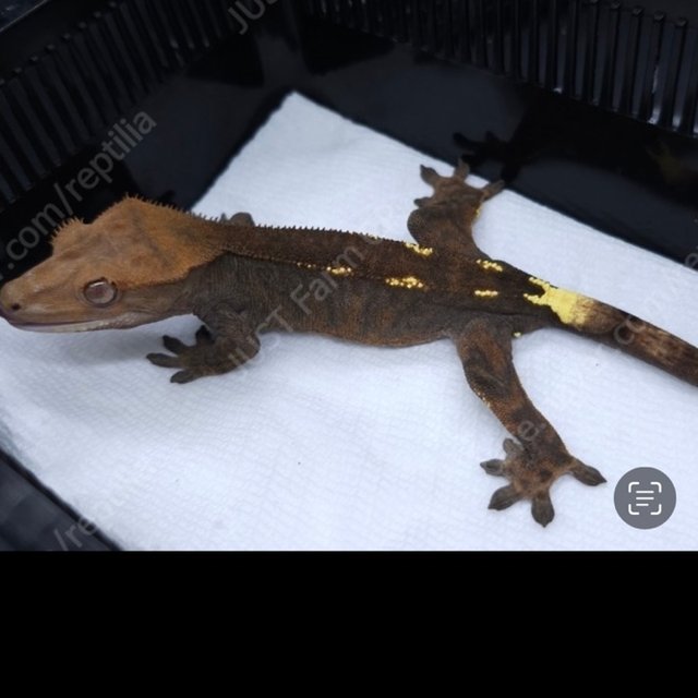 카푸치노 화이트핀 다크