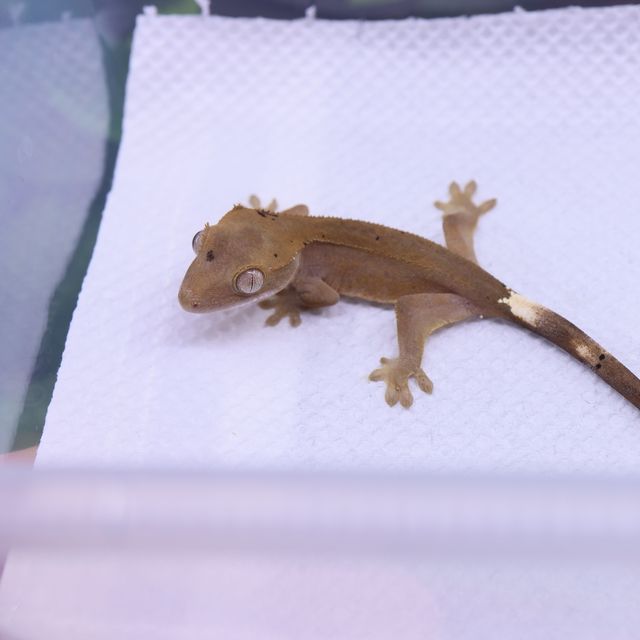 하이포