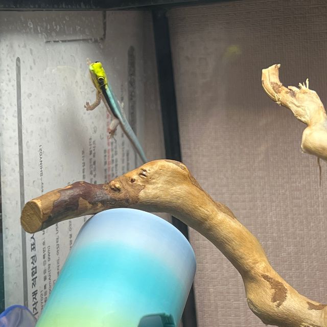 노멀
