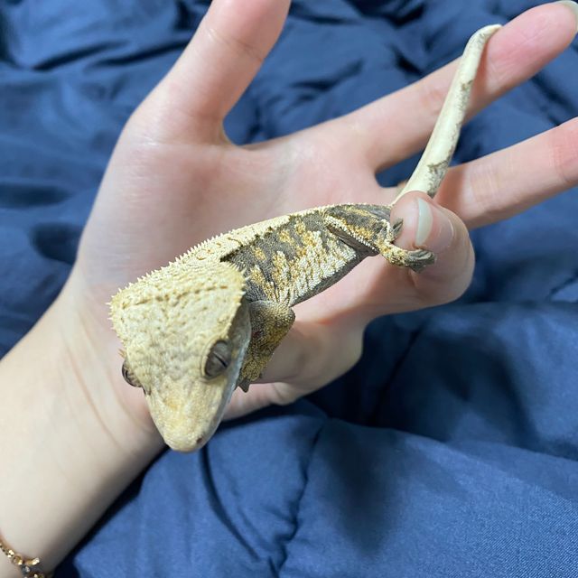 100%헷아잔틱