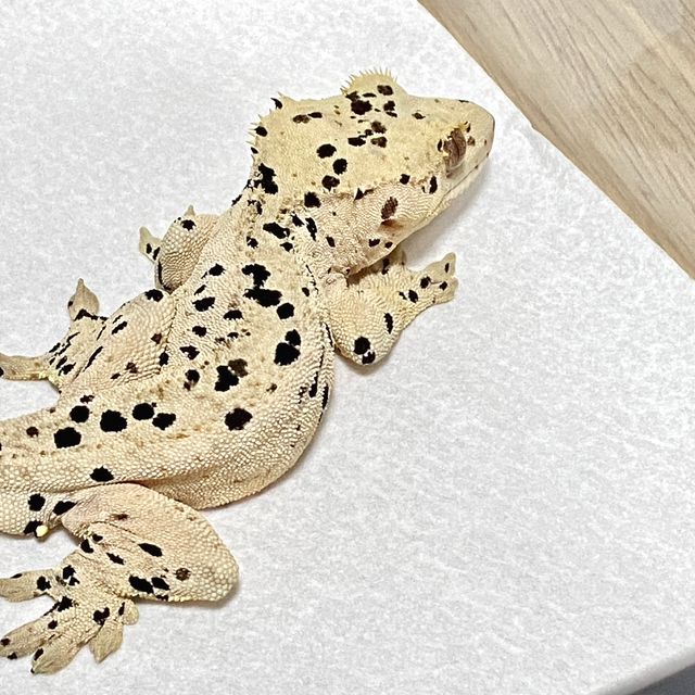 달마시안