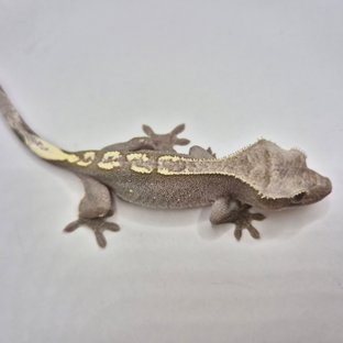 아잔틱