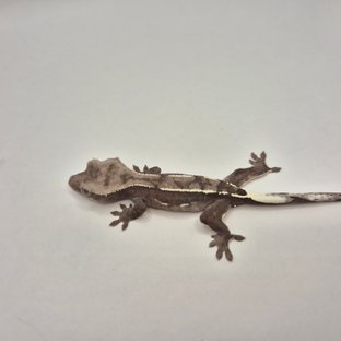 아잔틱