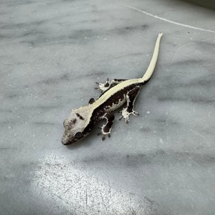 릴잔틱 솔리드백