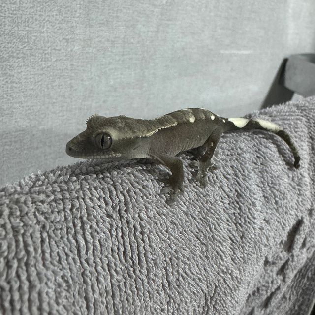 아잔틱