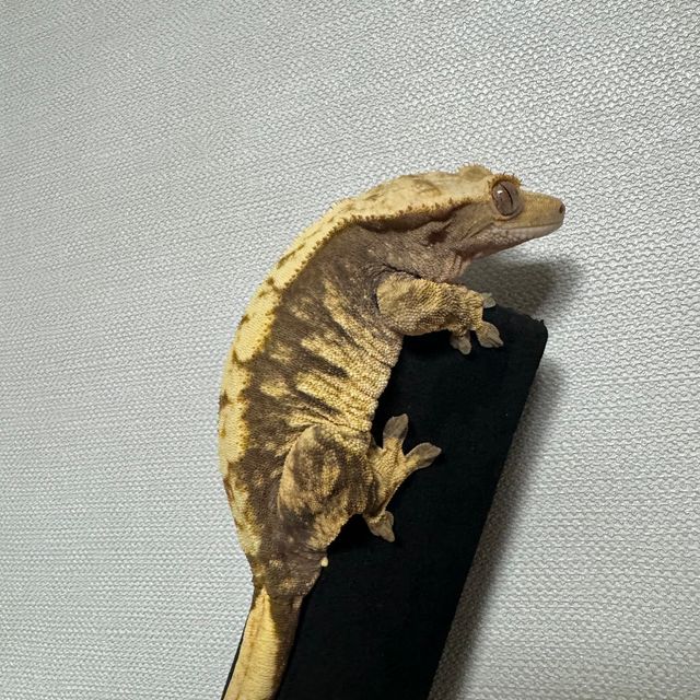 트라이 익스트림할리퀸