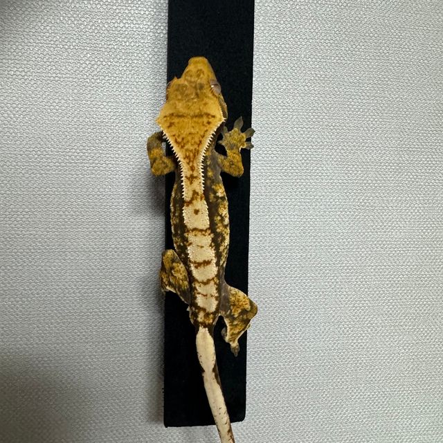 트라이 익스트림할리퀸