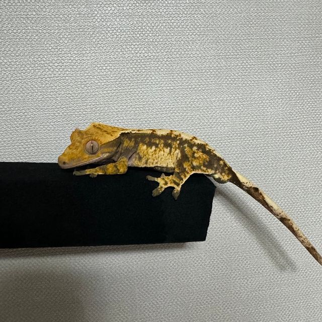 트라이 익스트림할리퀸