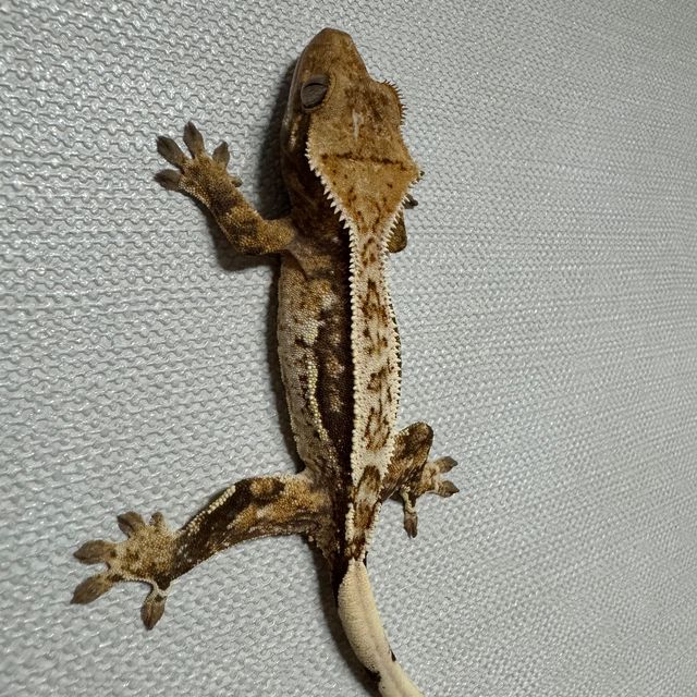 트라이 익스트림할리퀸