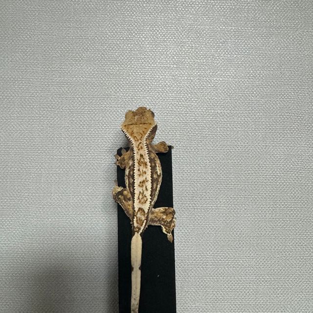 트라이 익스트림할리퀸