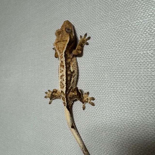 트라이 익스트림할리퀸