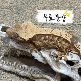 양장피