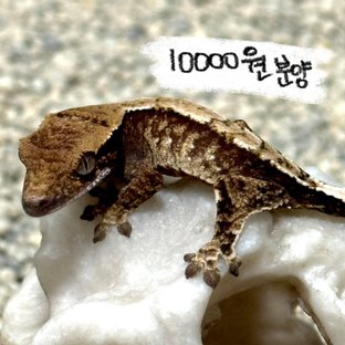 양갈비