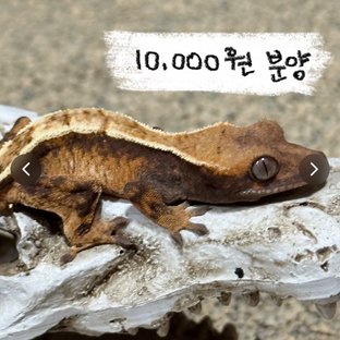 양봉