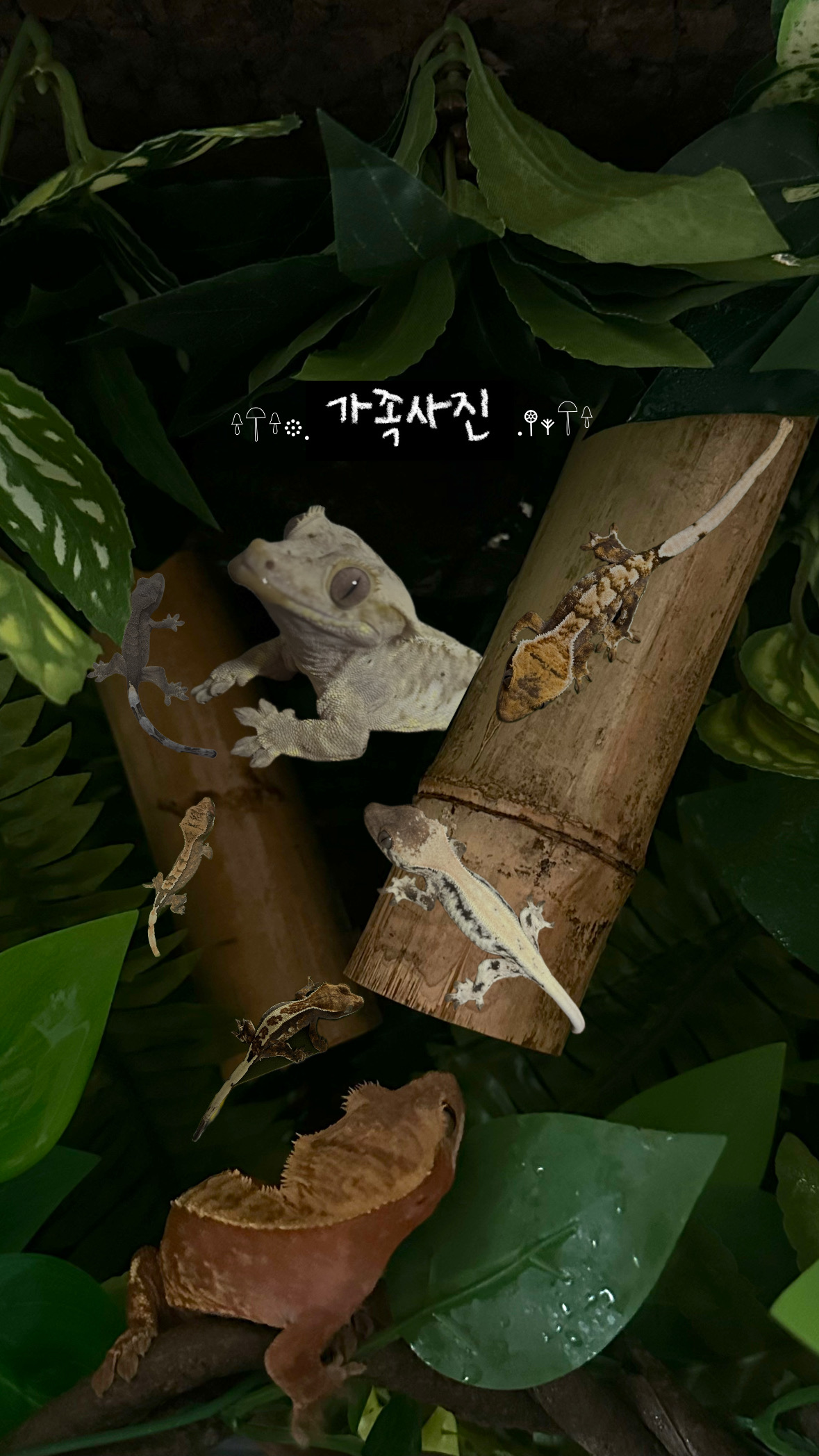 양코Yangecko