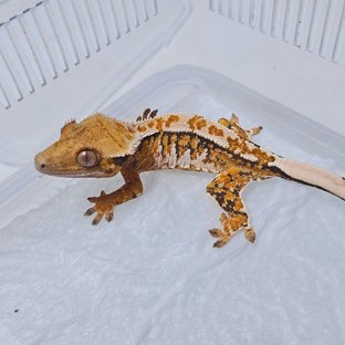 텐저린 화이트 화이트핀