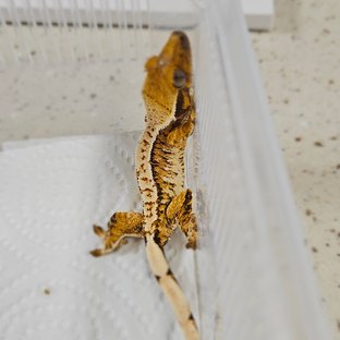 노멀 트라이 화이트핀 할리퀸 화이트 텐저린