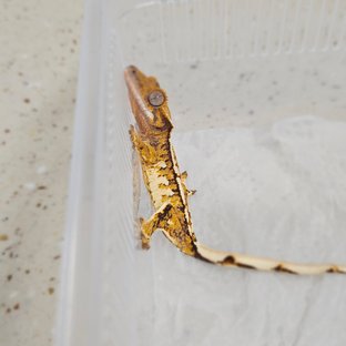 노멀 트라이 할리퀸 화이트핀 텐저린 화이트