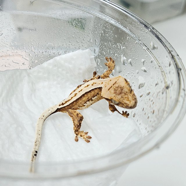 노멀 풀핀 크림시클