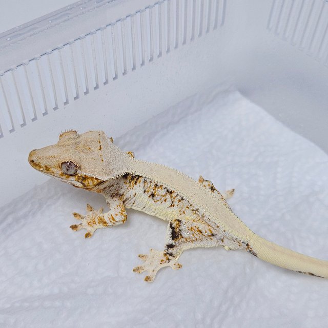 릴리화이트 솔리드백 트라이