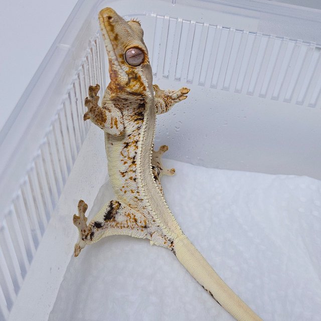 릴리화이트 솔리드백 트라이