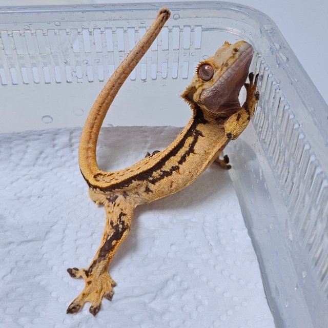 노멀 풀핀 쿼드