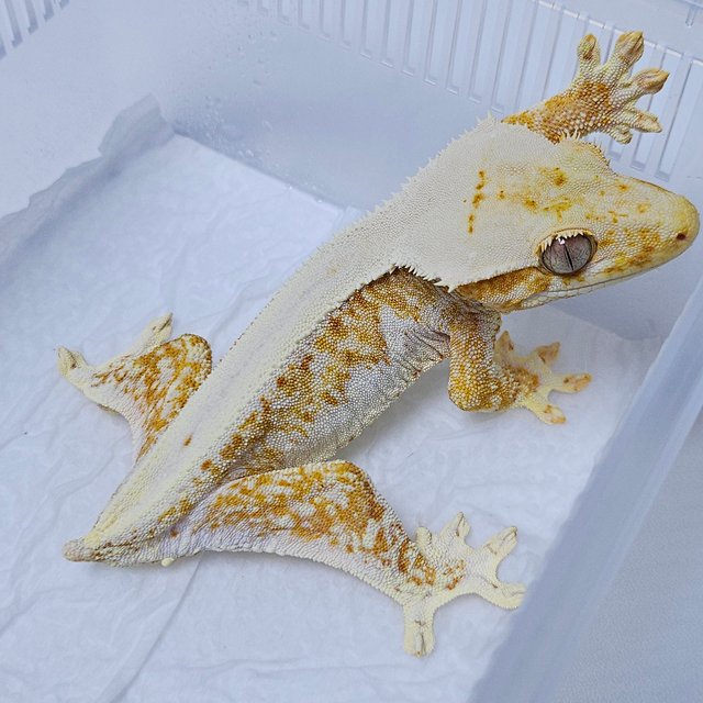 릴리화이트 크림시클 화이트