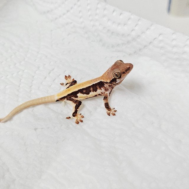 릴리100%헷아잔틱 솔리드백