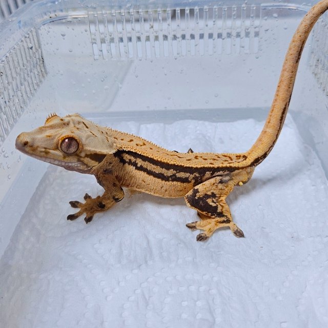 노멀 풀핀 쿼드